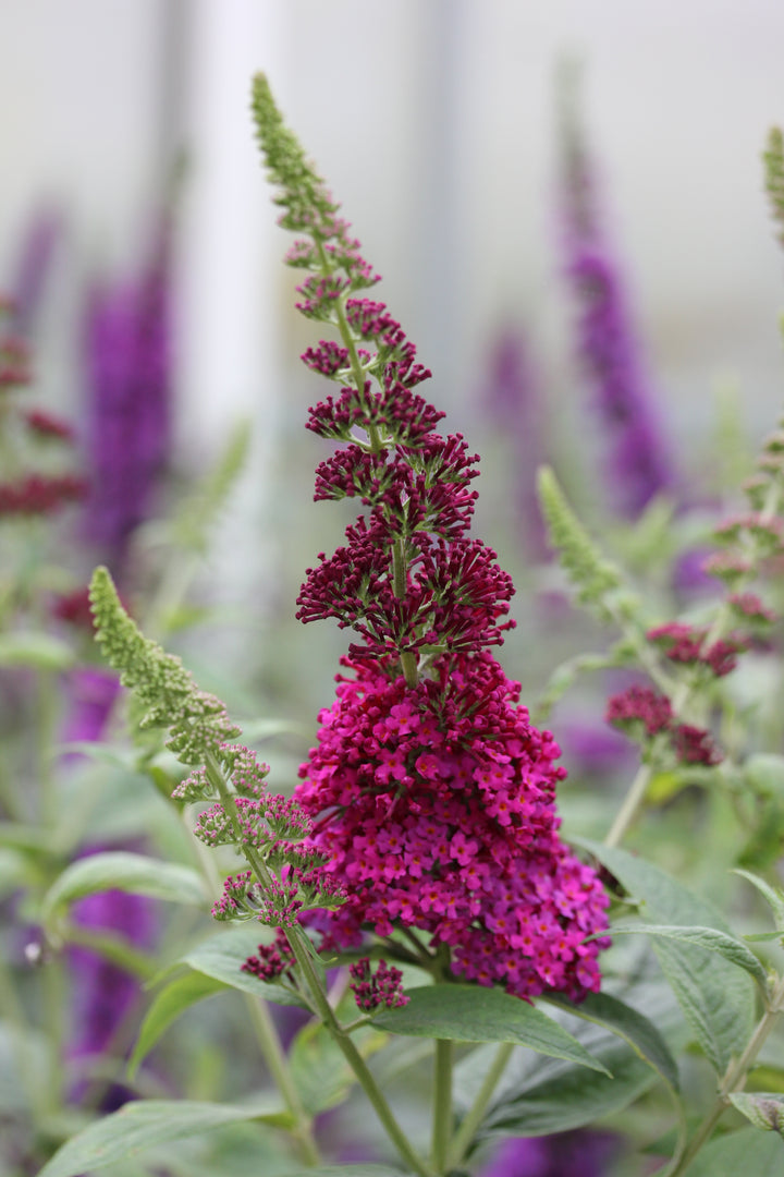 Courtesy of Proven winners- provernwinners.com