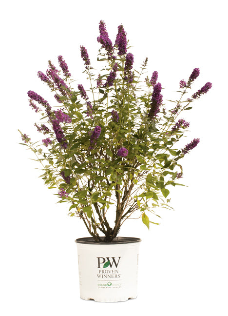 Courtesy of Proven winners- provernwinners.com