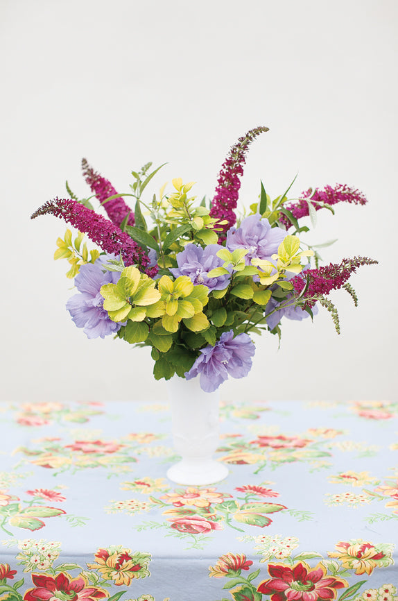 Courtesy of Proven winners- provernwinners.com