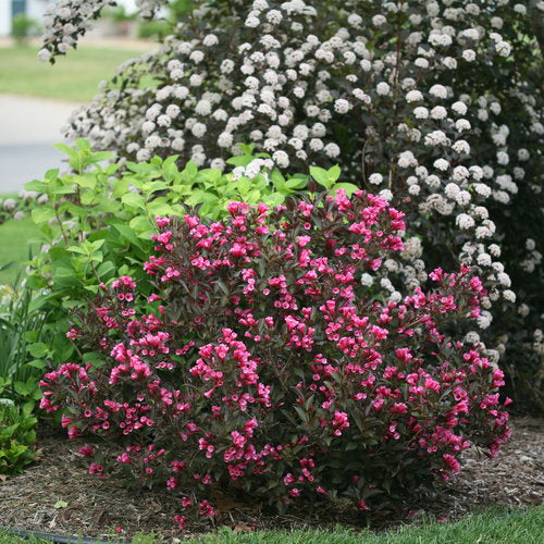 Flo Rose Weigela flo. 'Wine & Rose®' – Bay Gardens