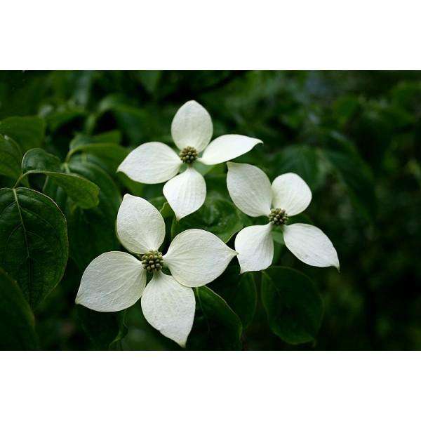 Flowering Dogwood 'Kousa'