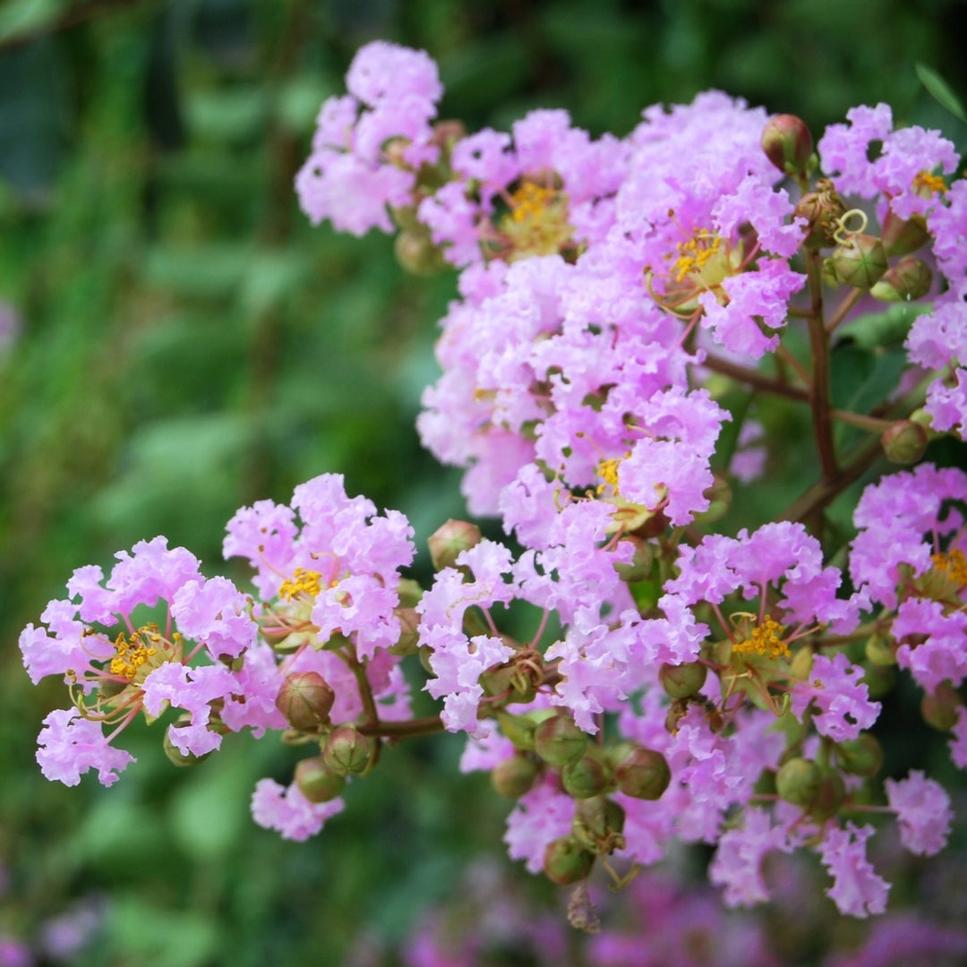 Crape Myrtle 'Muskogee' (Lavender) – Bay Gardens