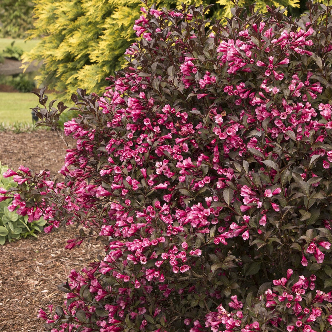 Weigela flo. 'Fine Wine®'