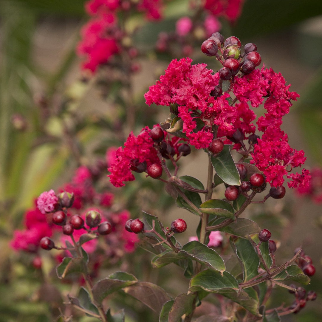 Crape Myrtle 'Dynamite' (Red)