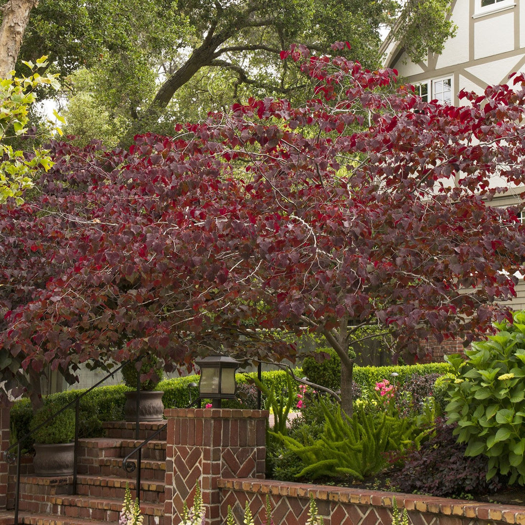 Redbud 'Forest Pansy'