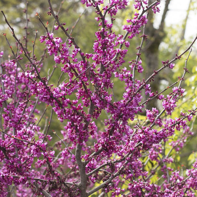 Redbud 'Forest Pansy'