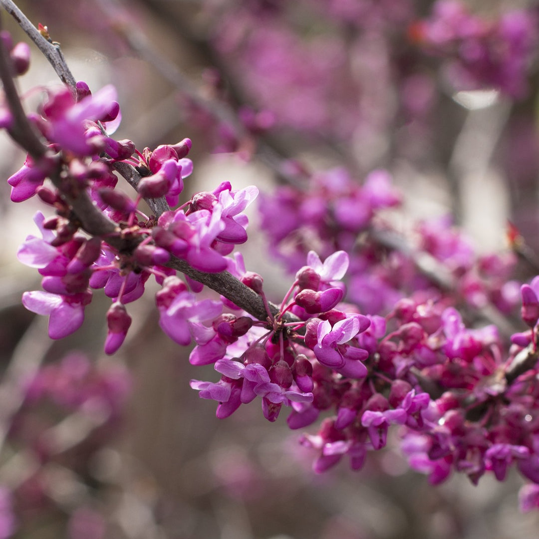 Redbud 'Forest Pansy'