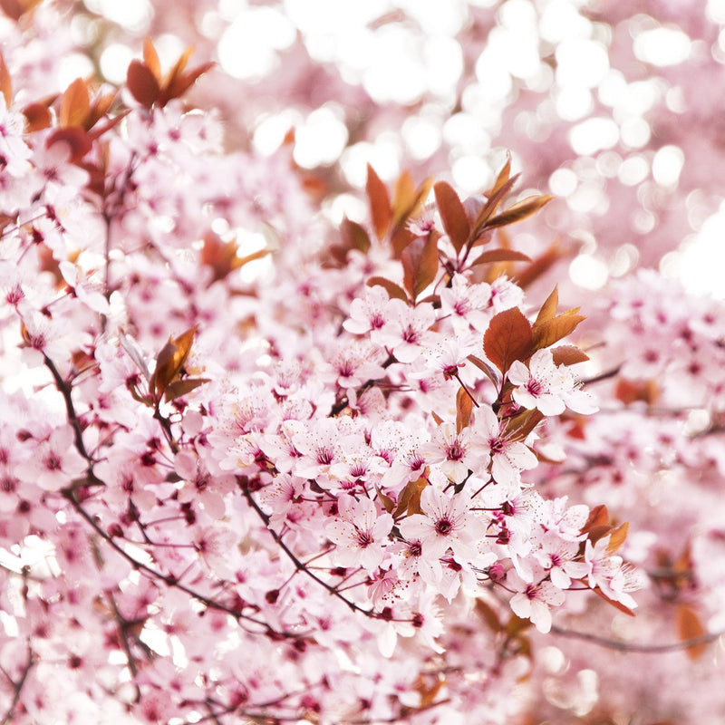 Purple Leaf Plum "Thundercloud "