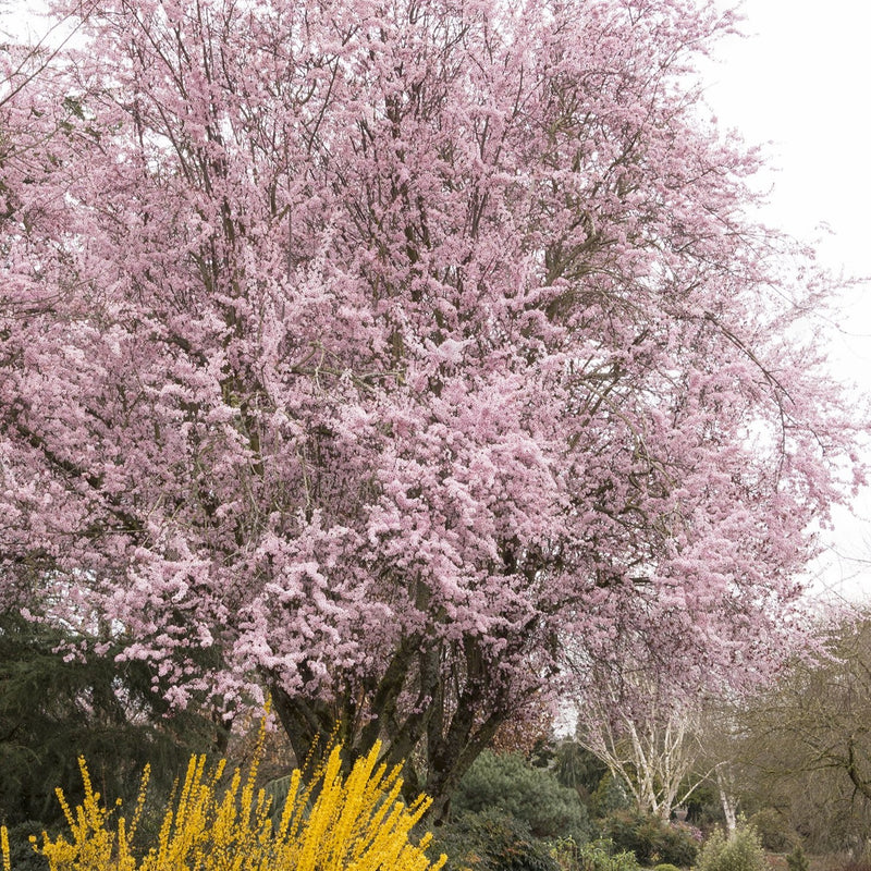 Purple Leaf Plum "Thundercloud "