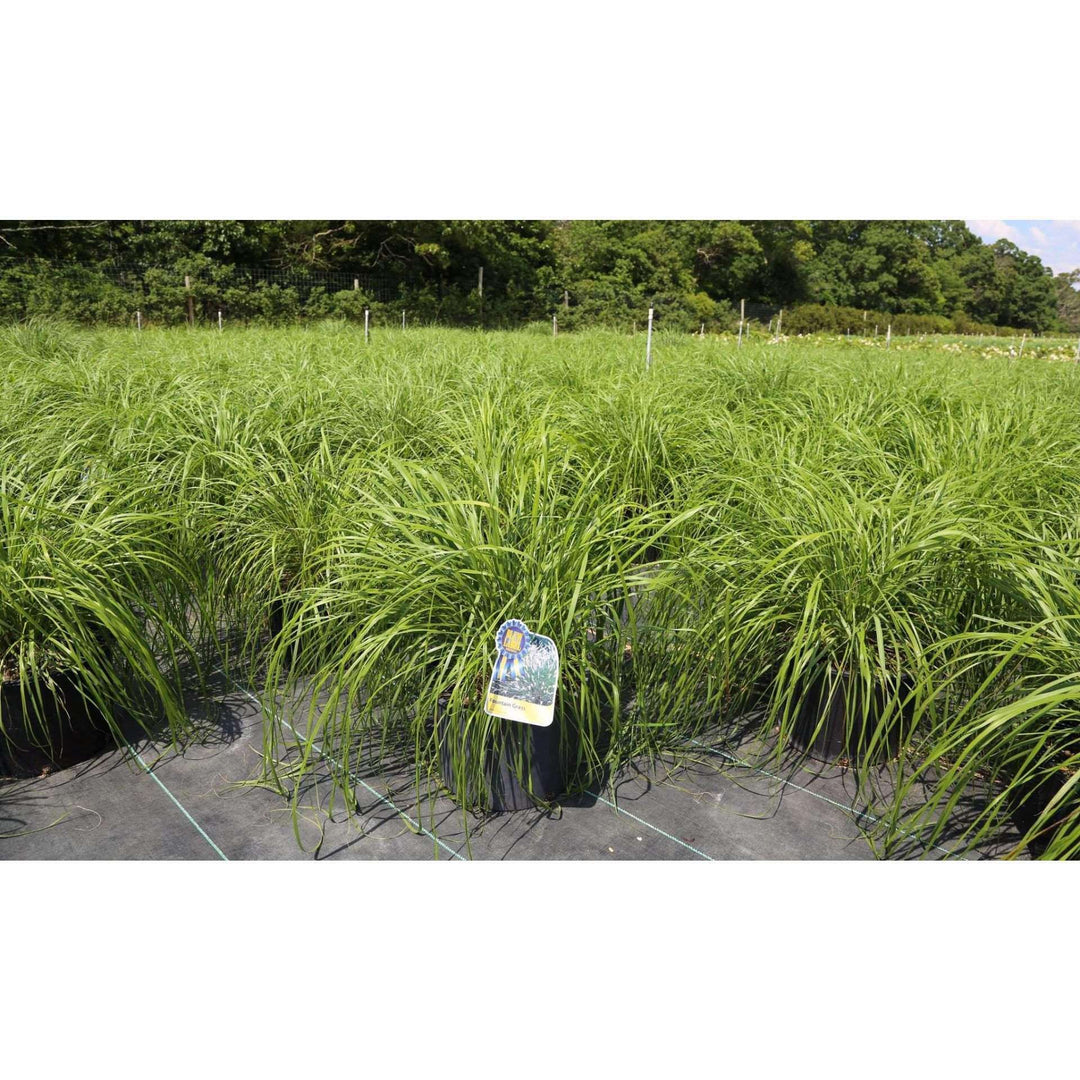 Buy Fountain Grass Online | Pennisetum alopecuroides | Deer Resistant Ornamental Grass for Sale | Bay Gardens