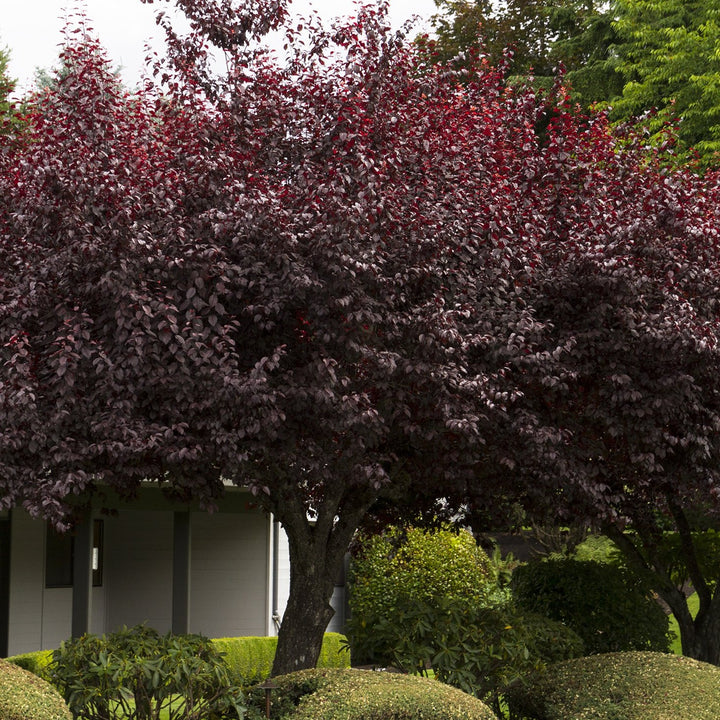 Purple leaf plum - Prunus cerasifera 'Krauter Vesuvius'