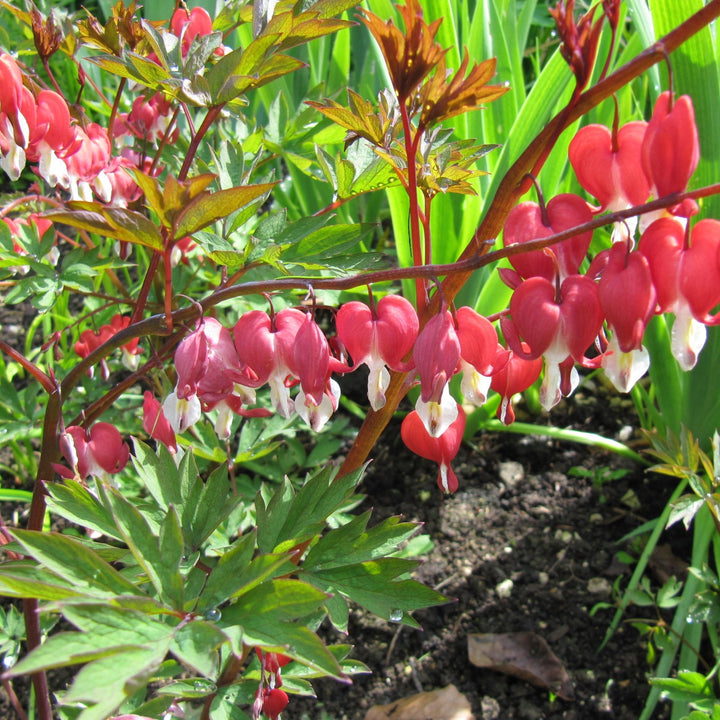 Bleeding Hearts - Dicentra spectabilis