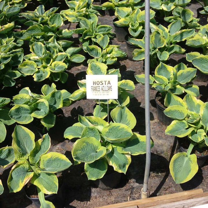 Hosta 'Frances Williams' | Shade Perennials for Sale Online