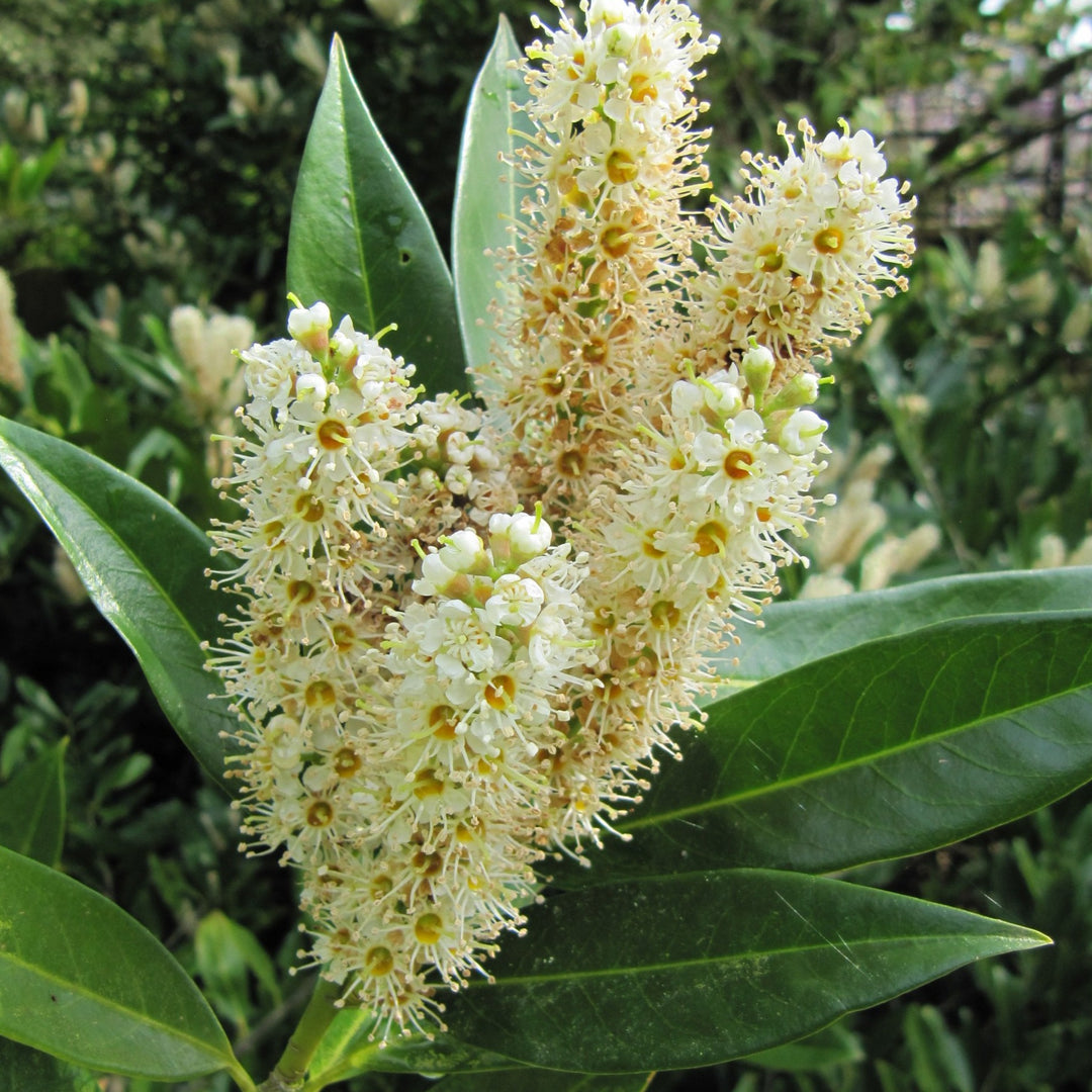 Otto Luyken Laurel | Privacy Shrubs | Flowering Evergreen – Bay