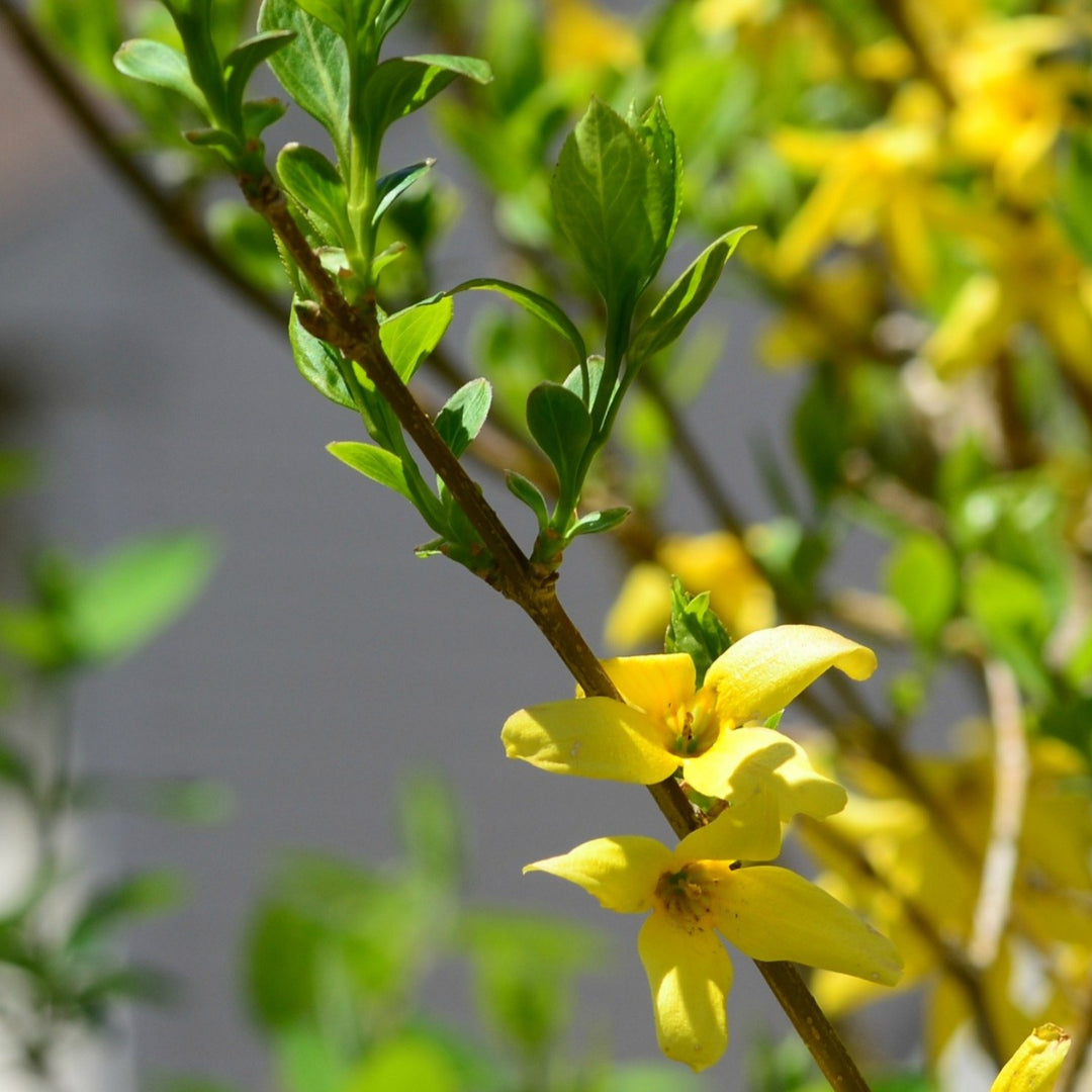 Forsythia