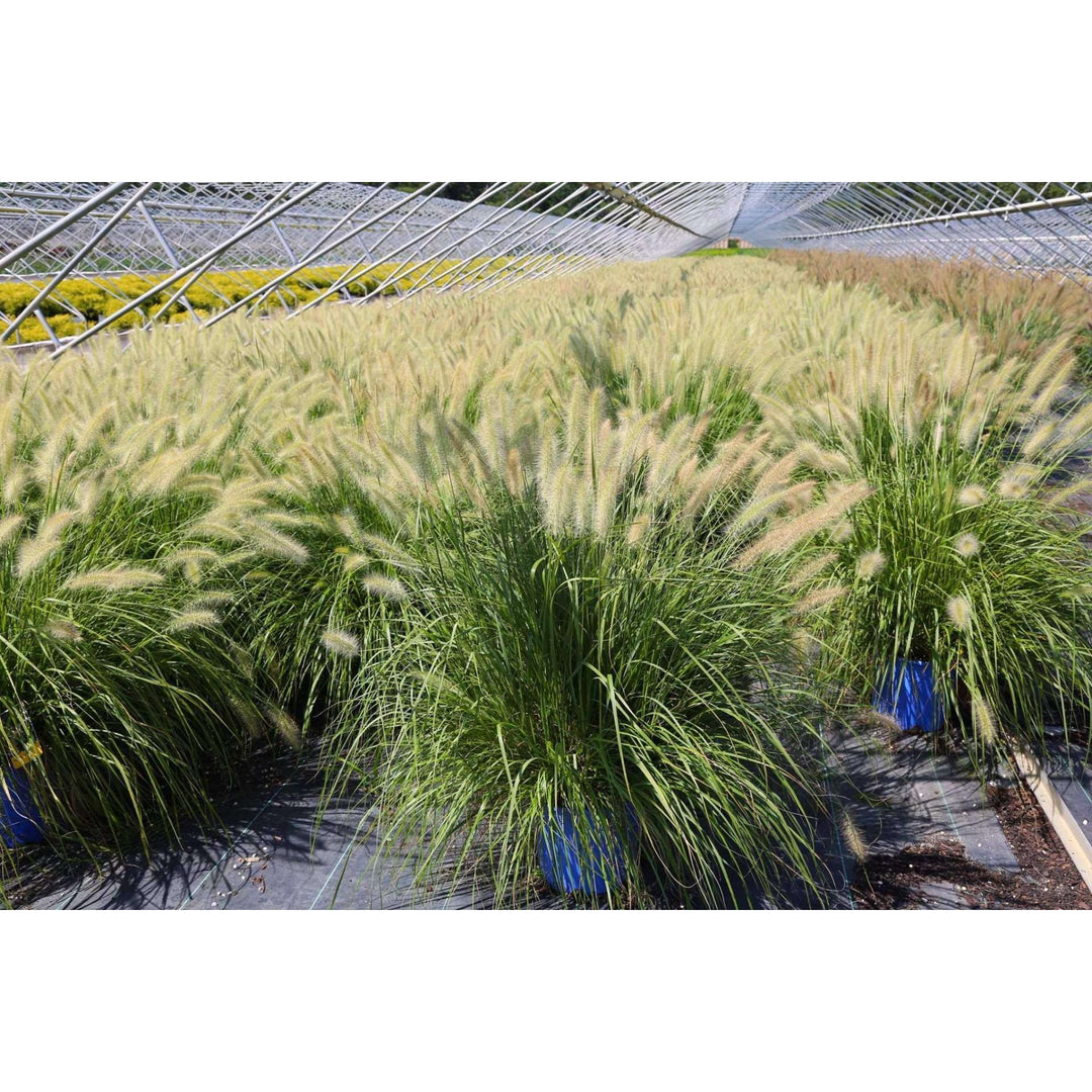 Buy Fountain Grass Online | Pennisetum alopecuroides | Deer Resistant Ornamental Grass for Sale | Bay Gardens