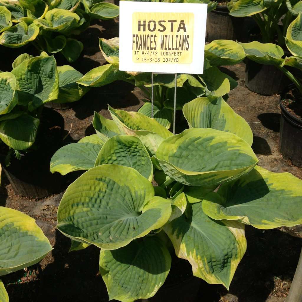 Hosta 'Frances Williams' | Shade Perennials for Sale Online