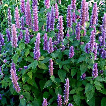 Agastache 'Blue Fortune'