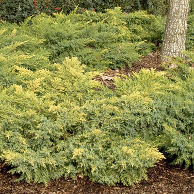 Juniper - Juniperus chin. 'Daub's Frosted'