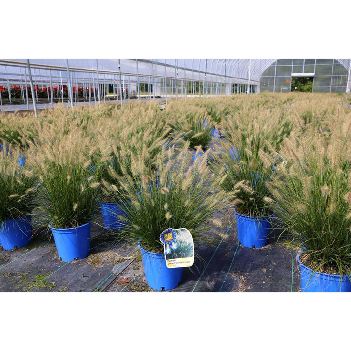Buy Pennisetum 'Hameln', Dwarf Fountain Grass, Online | Deer Resistant Ornamental Grass for Sale | Bay Gardens