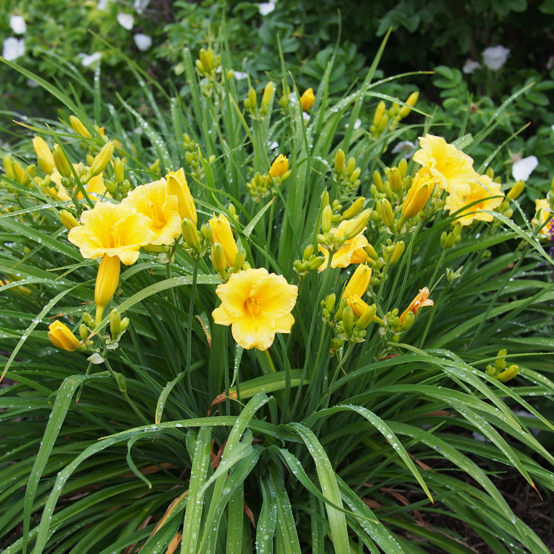 Daylily - Hemerocallis 'Stella De Oro'