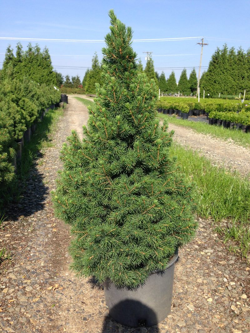 Alberta Spruce, Dwarf - Picea glauca &