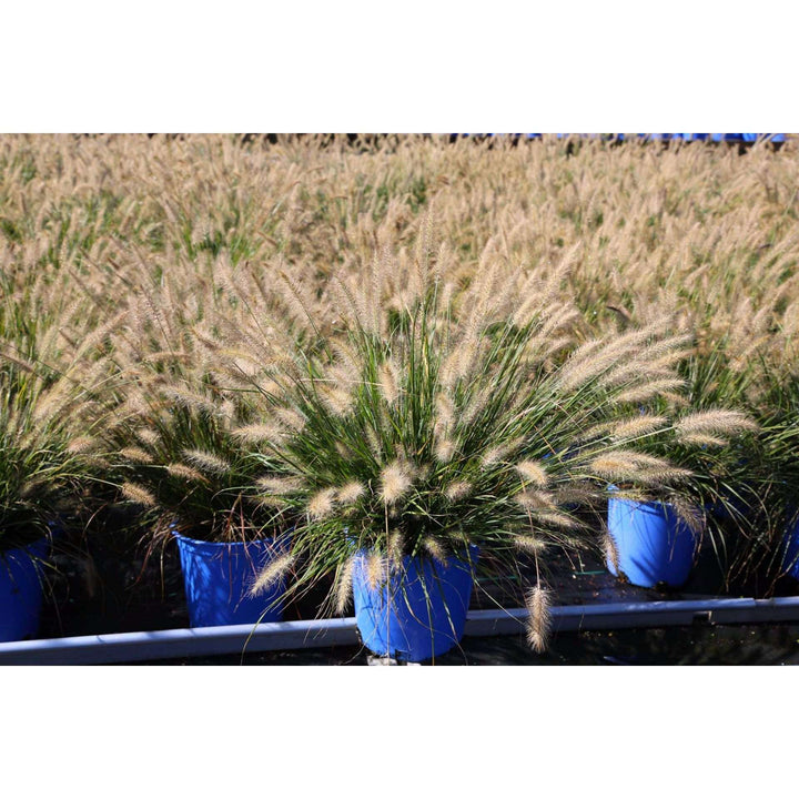Buy Pennisetum 'Hameln', Dwarf Fountain Grass, Online | Deer Resistant Ornamental Grass for Sale | Bay Gardens