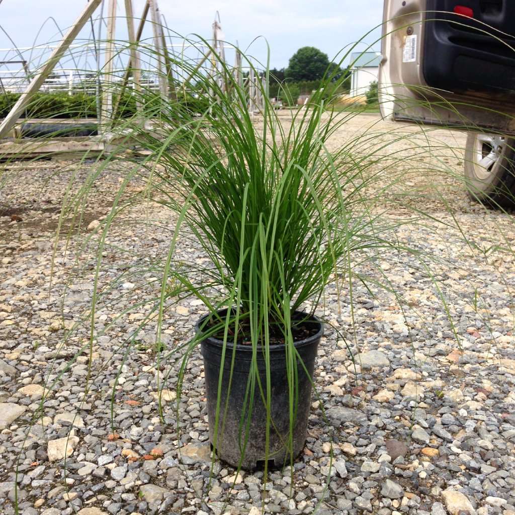 Carex pensylvanica | Pennsylvania Sedge Grass | Deer Resistant | Shade Tolerant | Native Grass