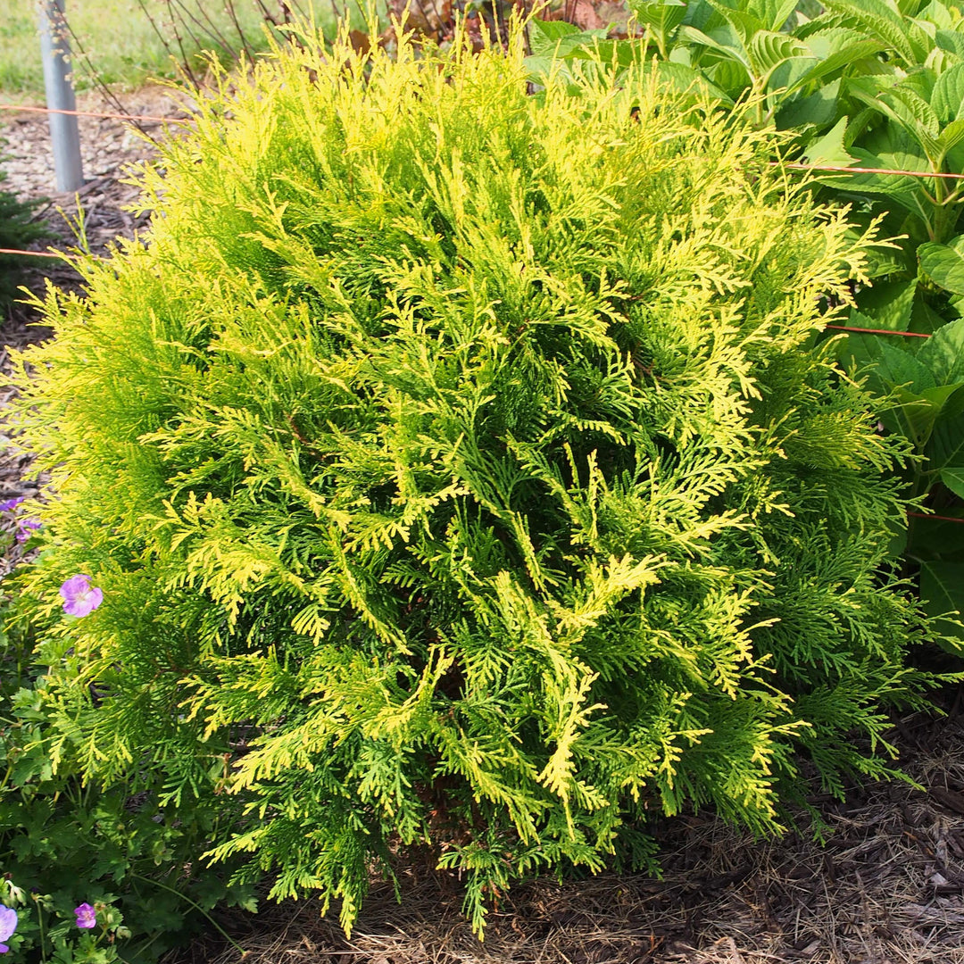 Arborvitae - Thuja 'Golden Globe'