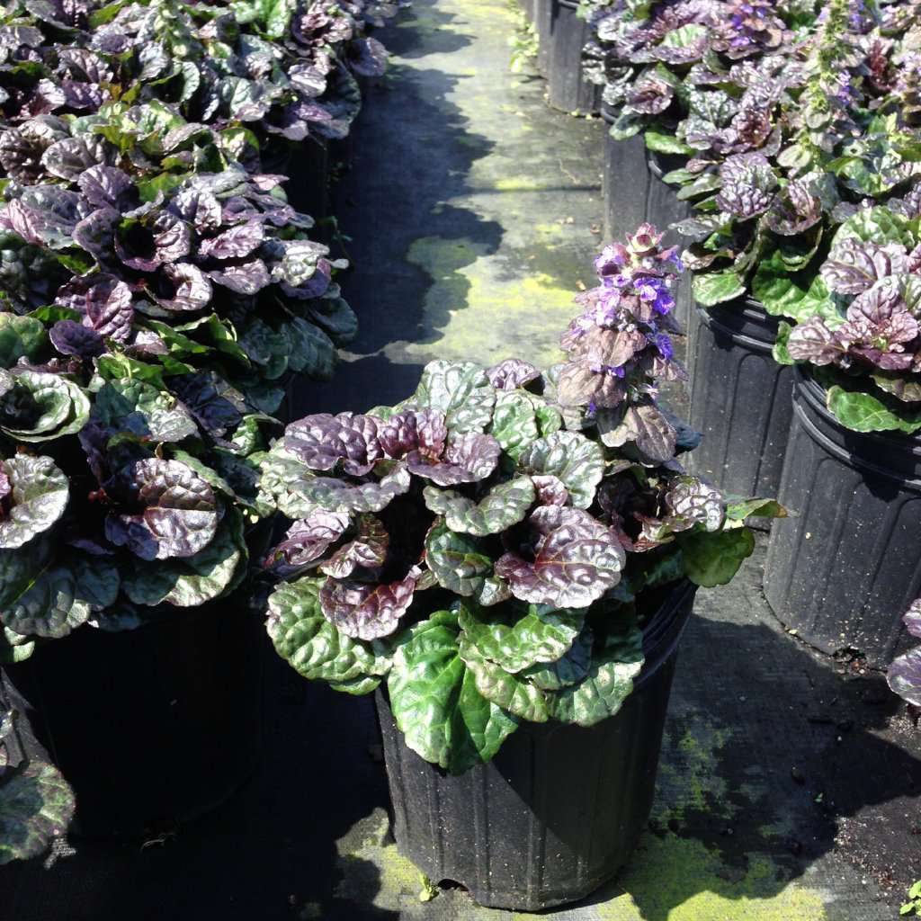 'Black Scallop' Ajuga | Groundcover Plants