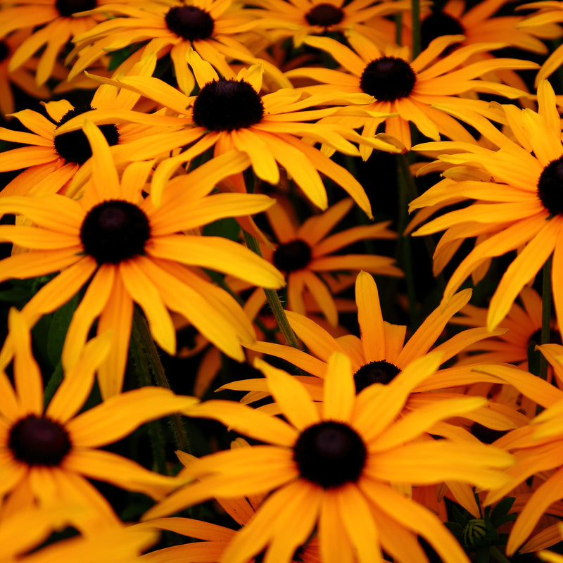 Black-eyed - Rudbeckia fulgida &