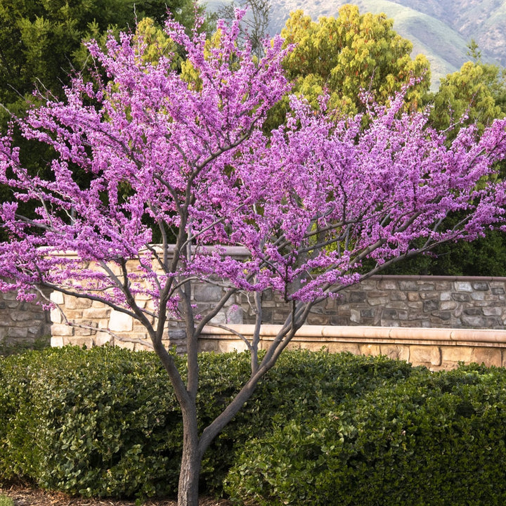 Redbud 'Forest Pansy'