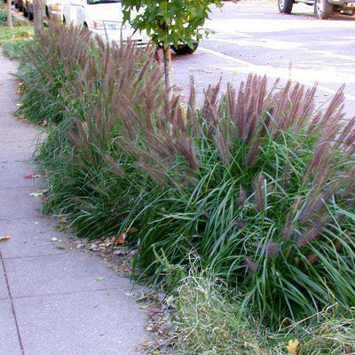 ‘Black Flowering Fountain Grass' - Pennisetum alopec 'Moudry'