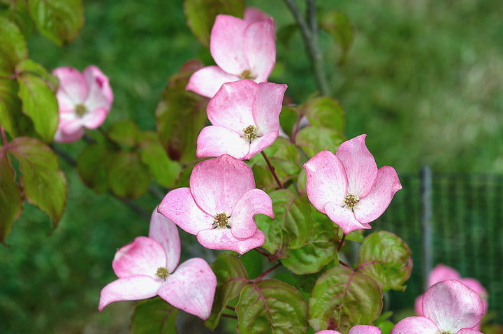 Flowering Dogwood 'Satomi'