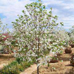 Flowering Dogwood 'Cherokee Princess'