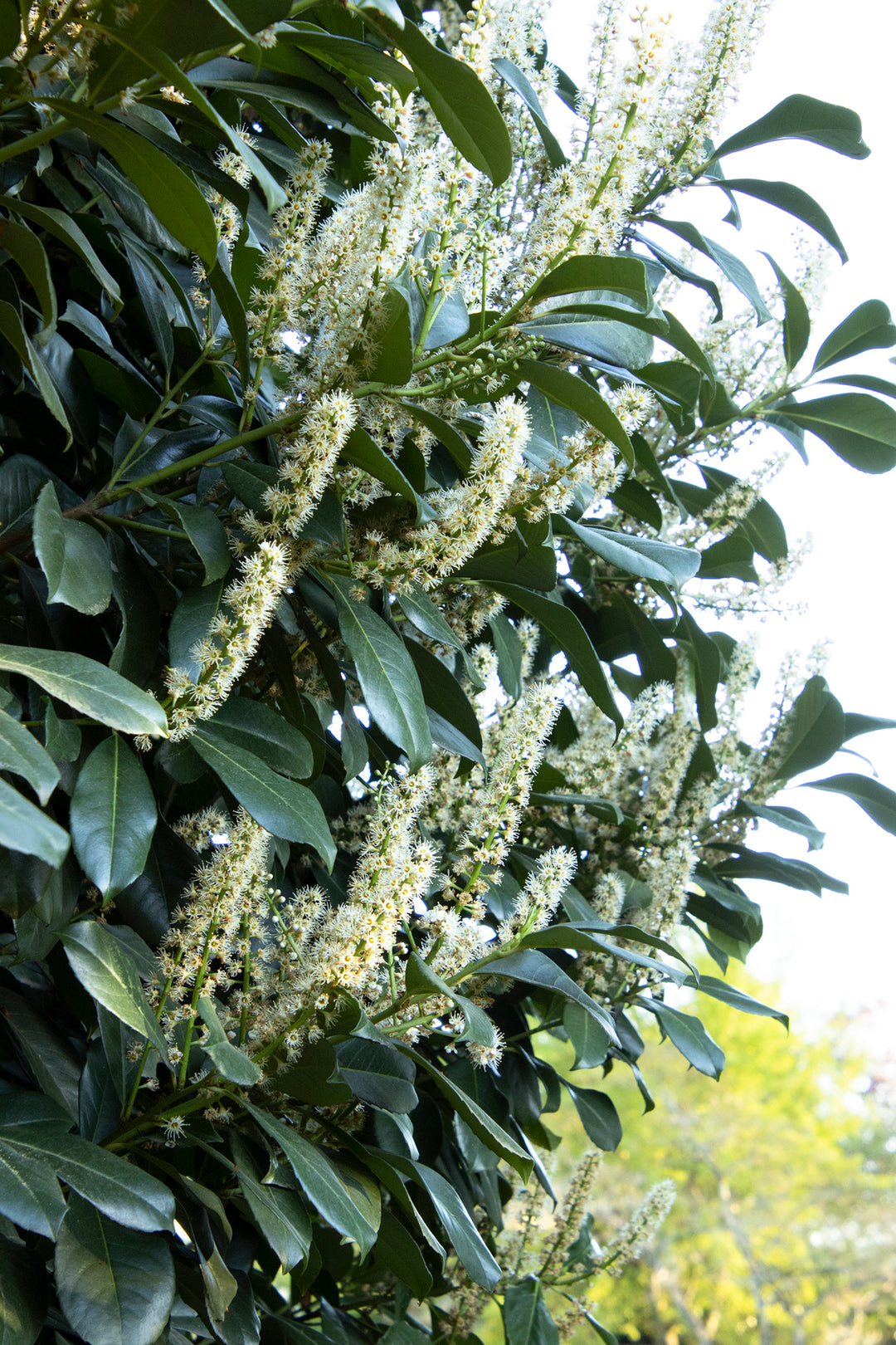 Prunus lauro. 'Anbri' - Anbri Laurel