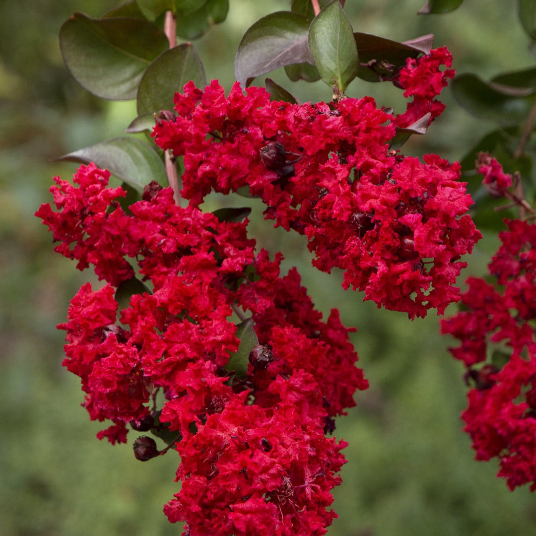 Crape Myrtle 'Dynamite' (Red)