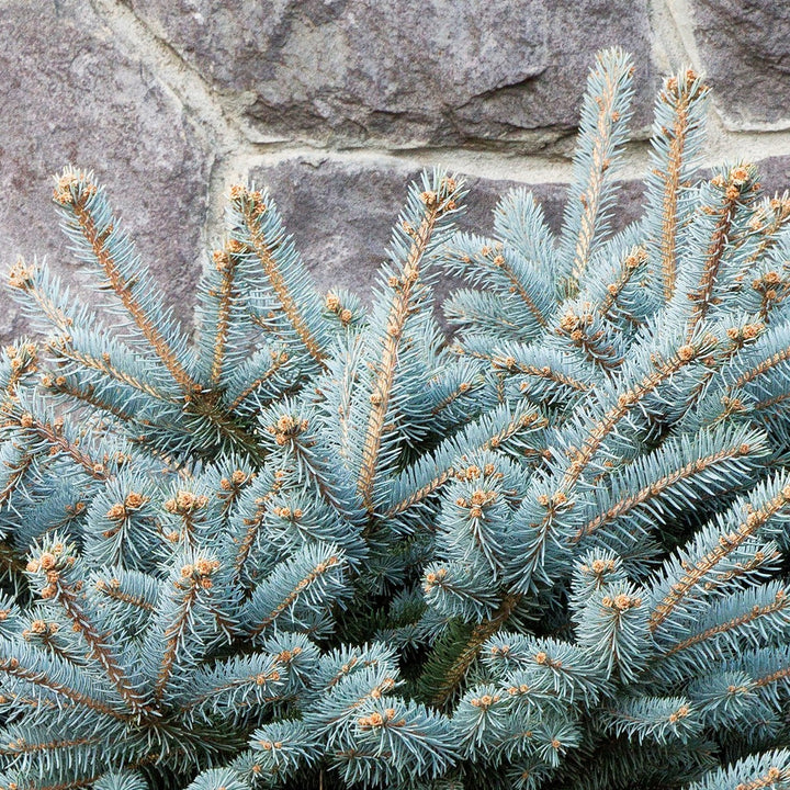 Blue Spruce, Dwarf Globe - Picea pungens 'Globosa'