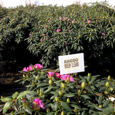 Rhododendron 'Roseum Elegans'