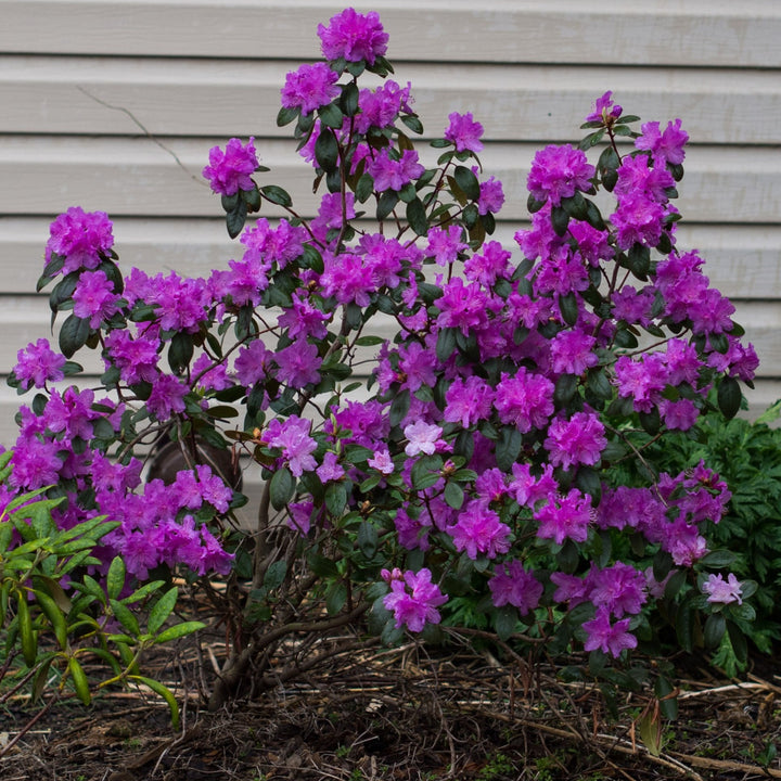Rhododendron PJM – Bay Gardens