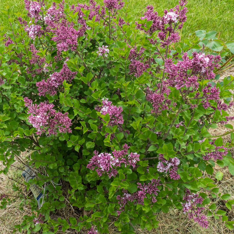 Lilac - Syringa meyeri &