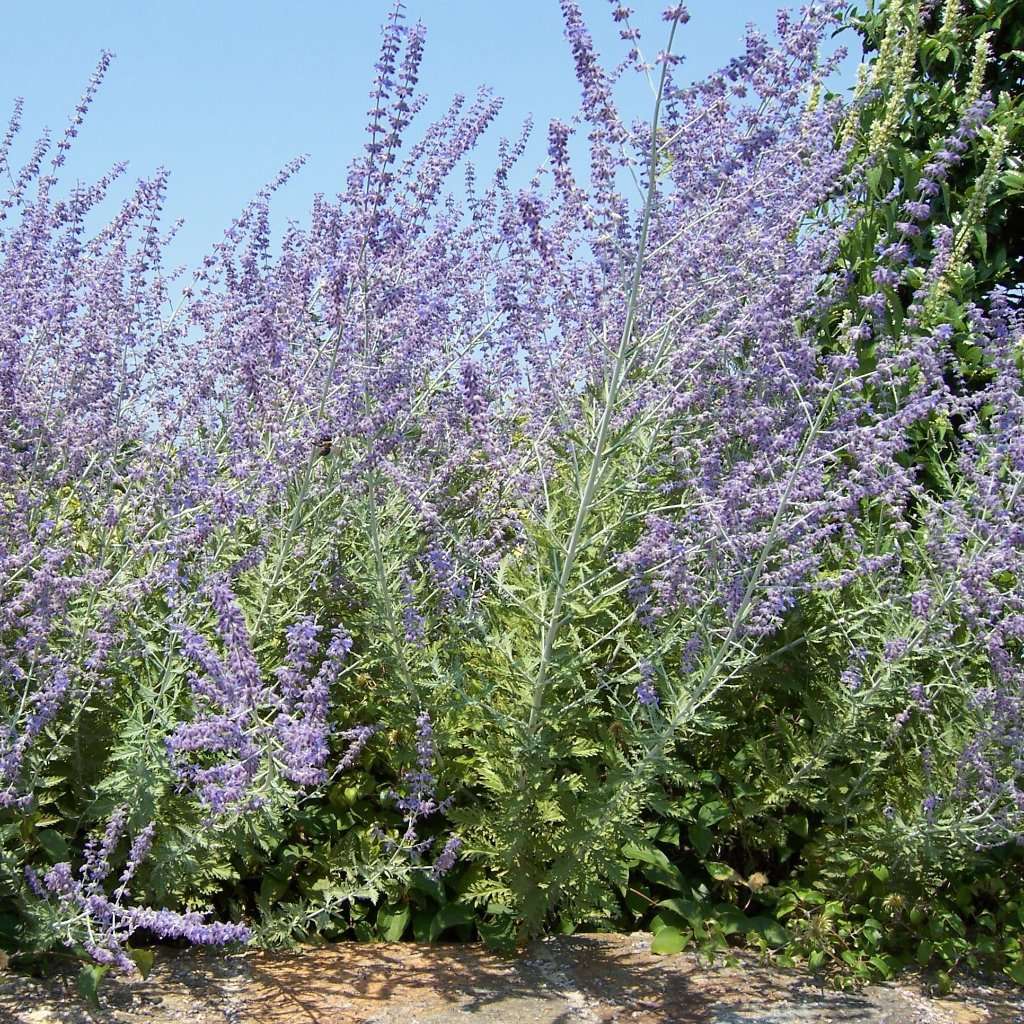 Perovskia atriplicifolia 'Russian Sage'