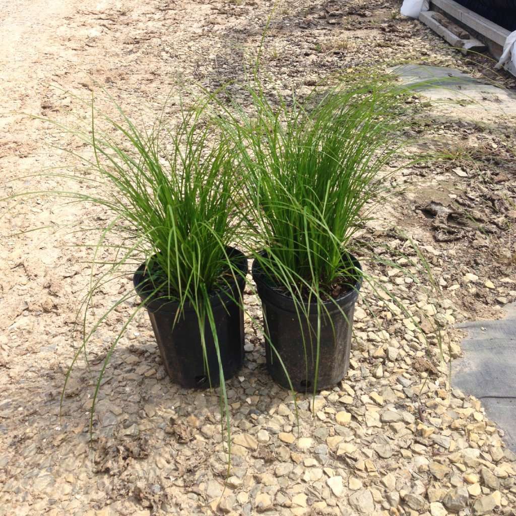 Carex pensylvanica | Pennsylvania Sedge Grass | Deer Resistant | Shade Tolerant | Native Grass