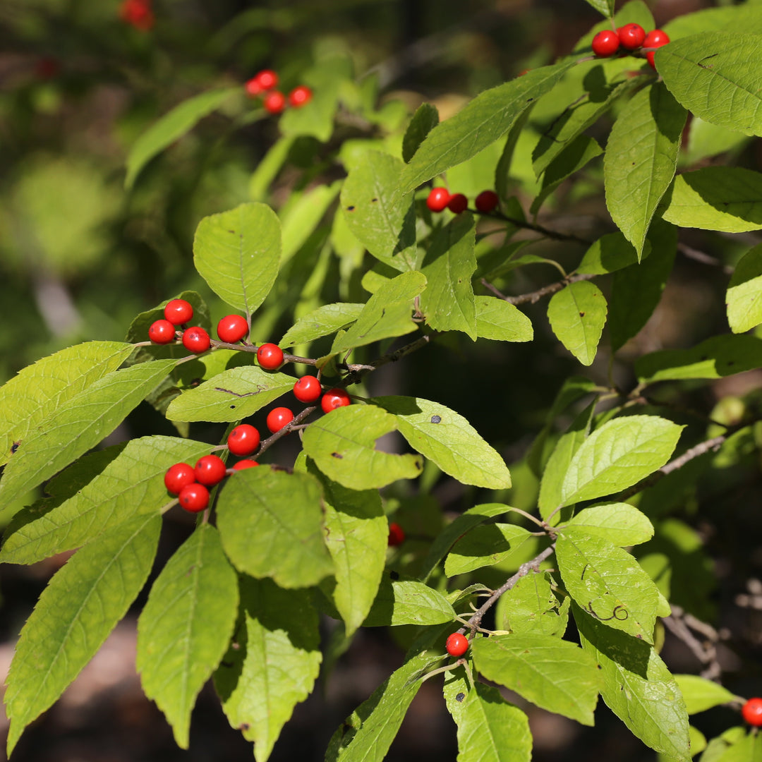 Ilex Verticillata "Winterberry"