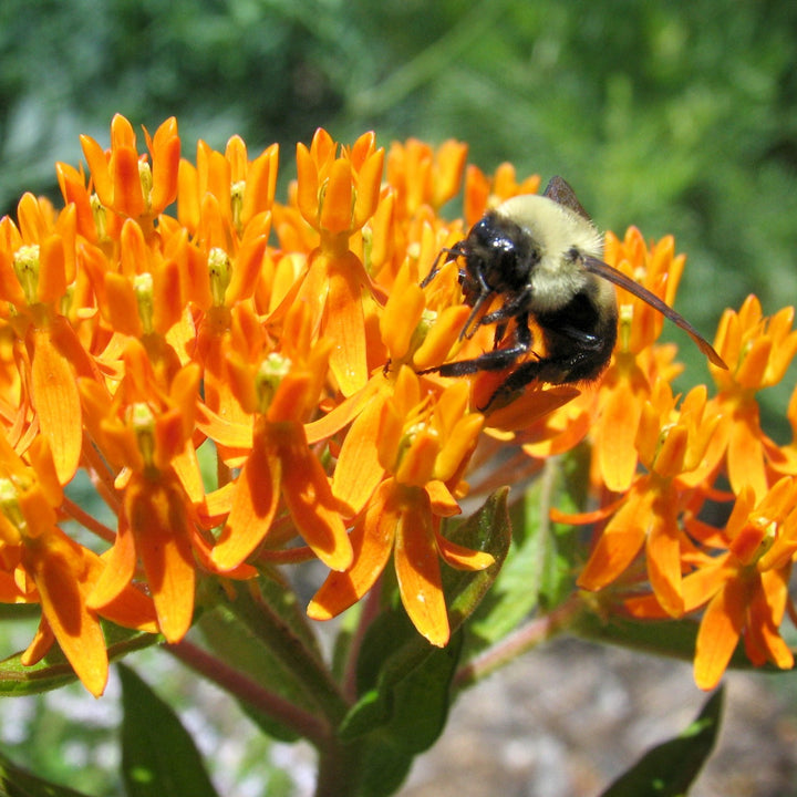 Butterfly Weed - Asclepias Tuberosa