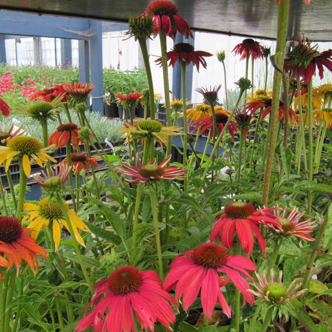 Coneflower - Echinacea purpurea 'Cheyenne Spirit'