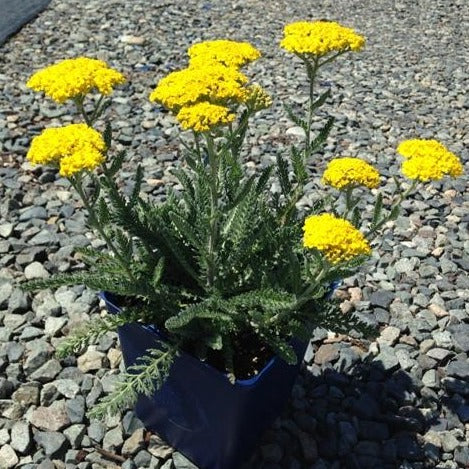 Yarrow - Achillea 'Moonshine'