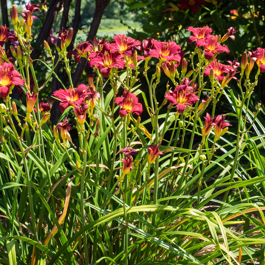 Buy Daylily 'Pardon Me' Online | Red-Flower Sun Perennial for Sale