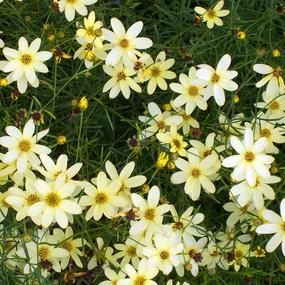 Tickseed - Coreopsis 'Moonbeam'