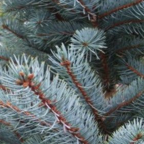 Blue Spruce - Picea pungens &